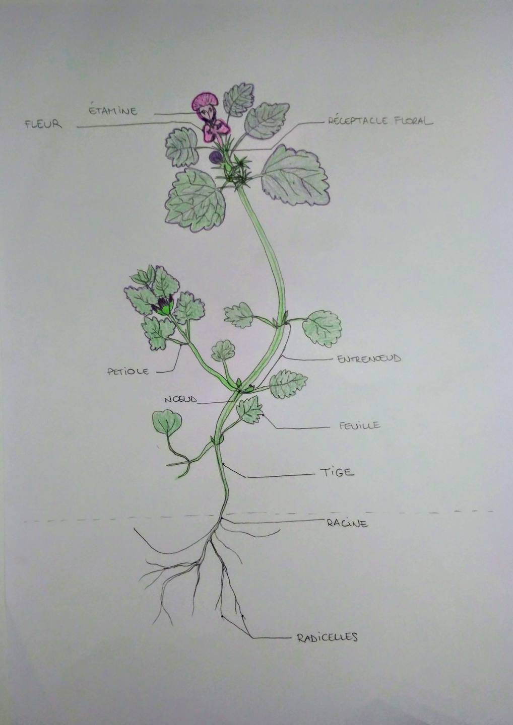 Annexe Dessin_LamierPourpre.jpg