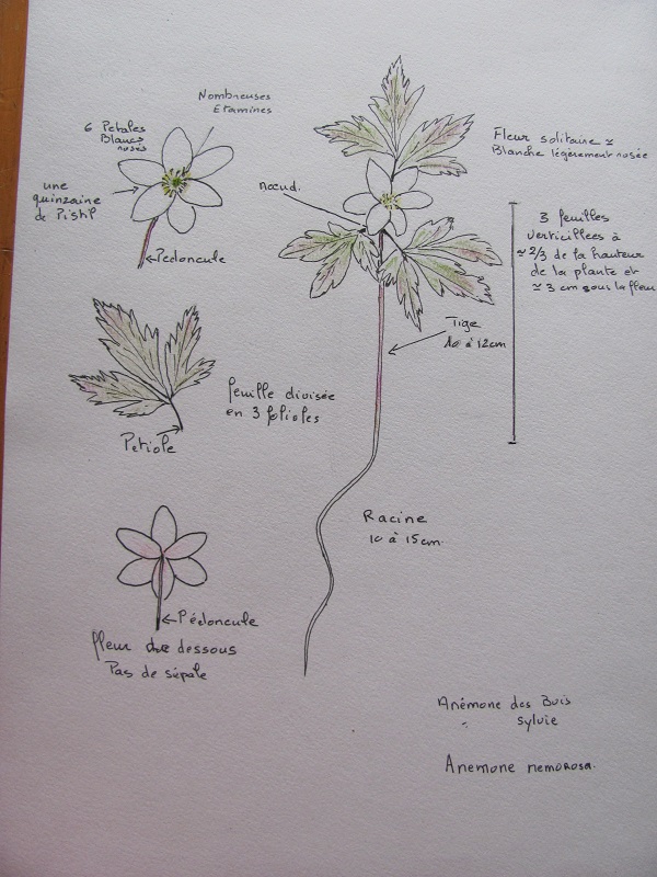 Annexe Anemone nemorosa.jpg