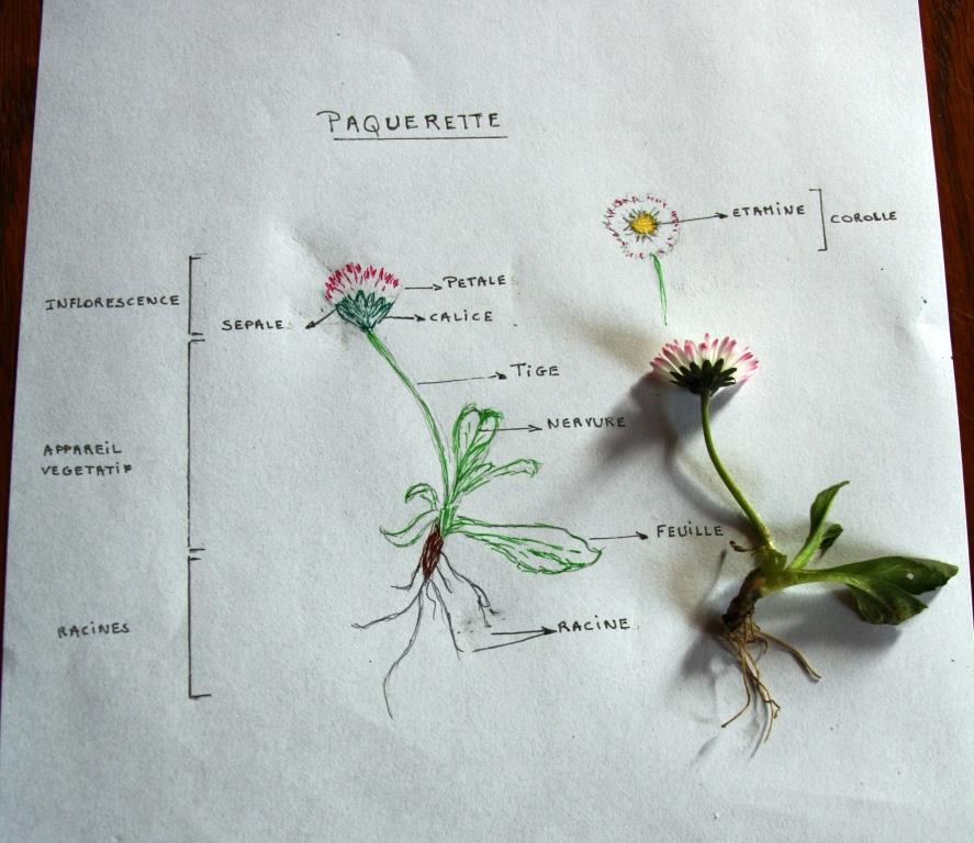 Annexe Paquerette.jpg