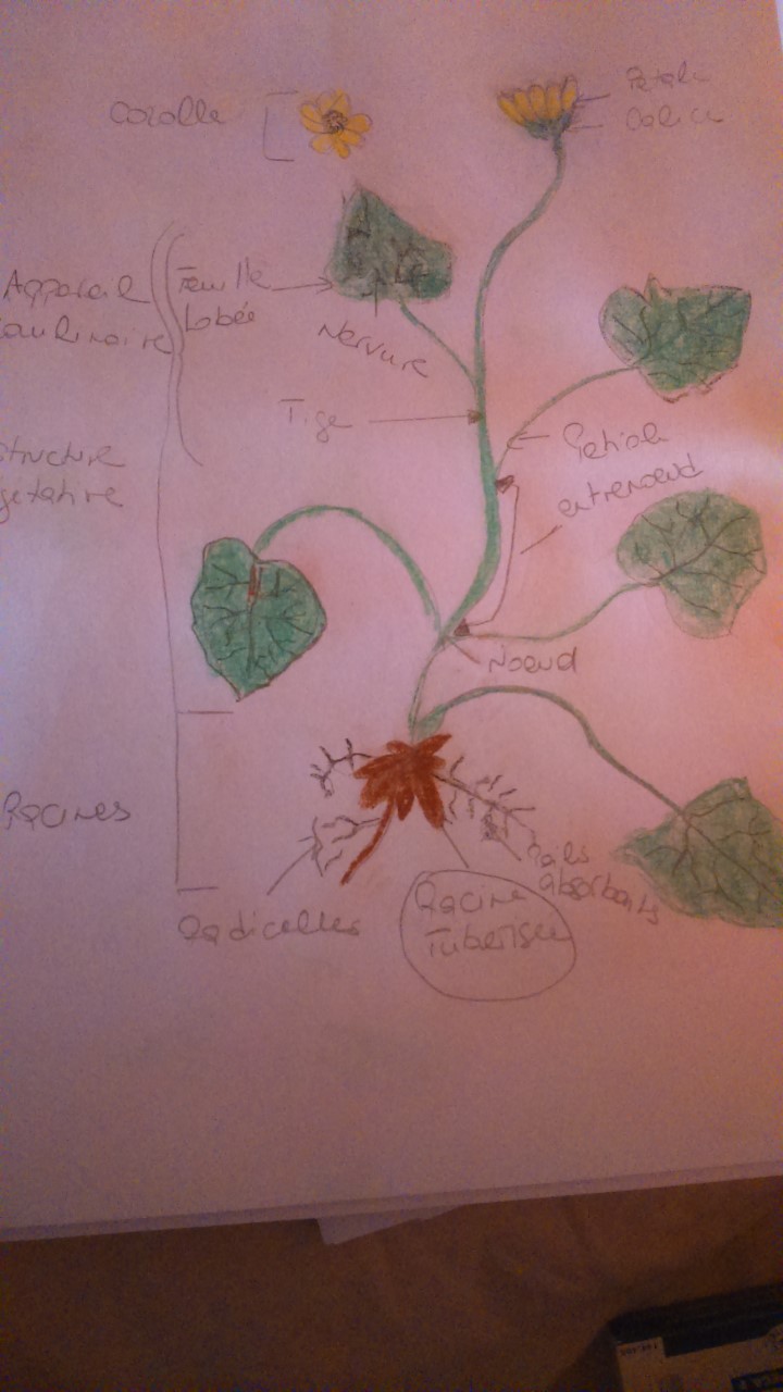 Annexe thumbnail_DSC_ficaire.jpg