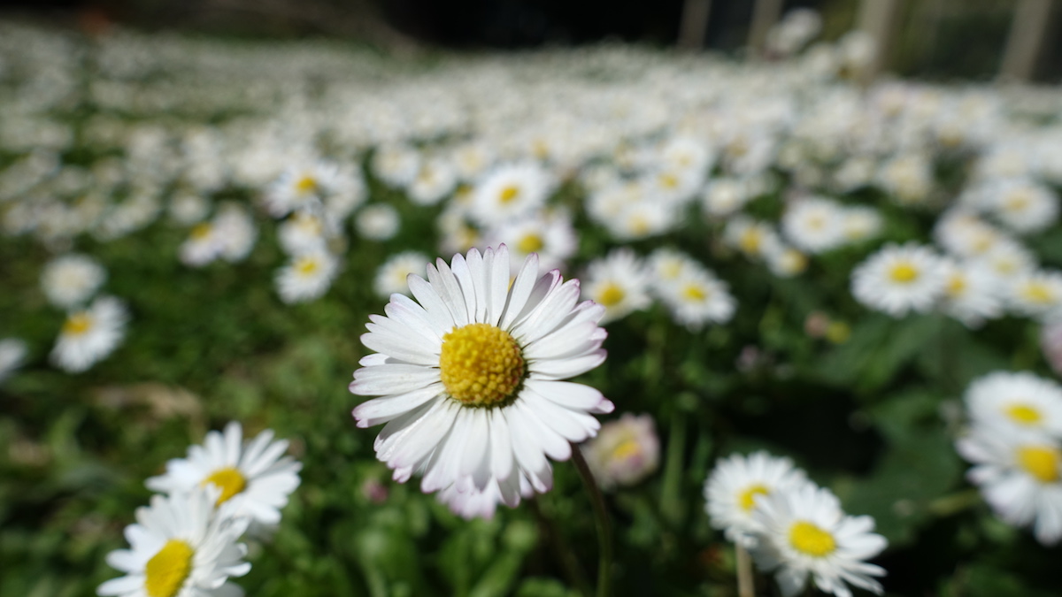 Annexe DSC01186_Réduite.JPG