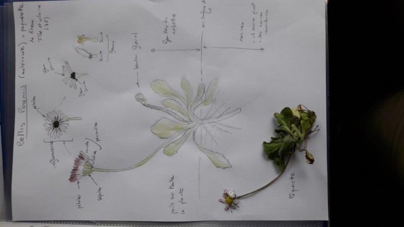 Annexe dessin de Bellis Perennis-2.jpg