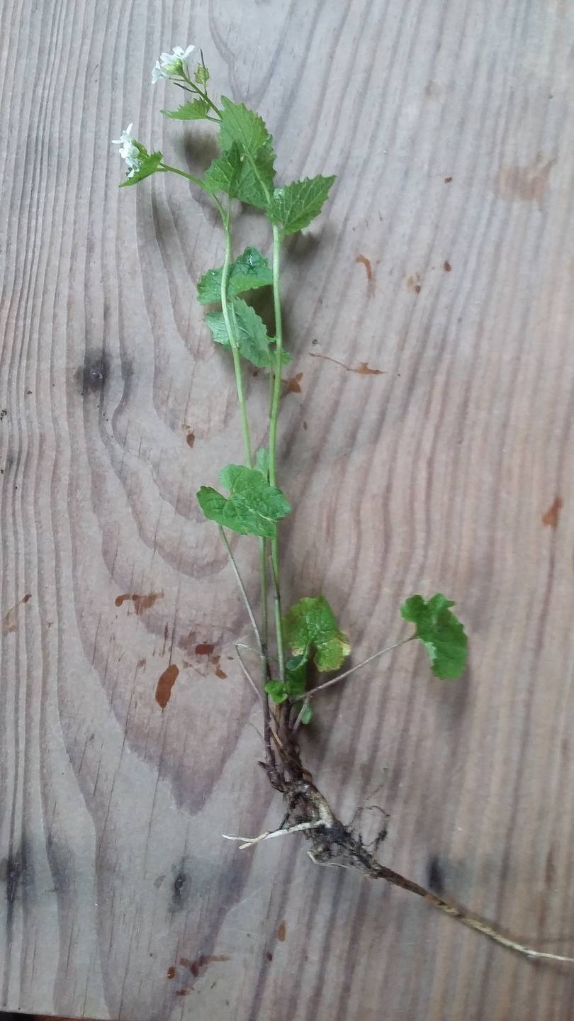 Annexe 20180410_173721.jpg