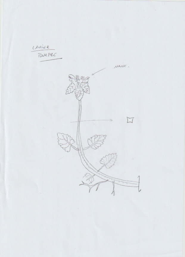 Annexe Lamier pourpre.jpeg