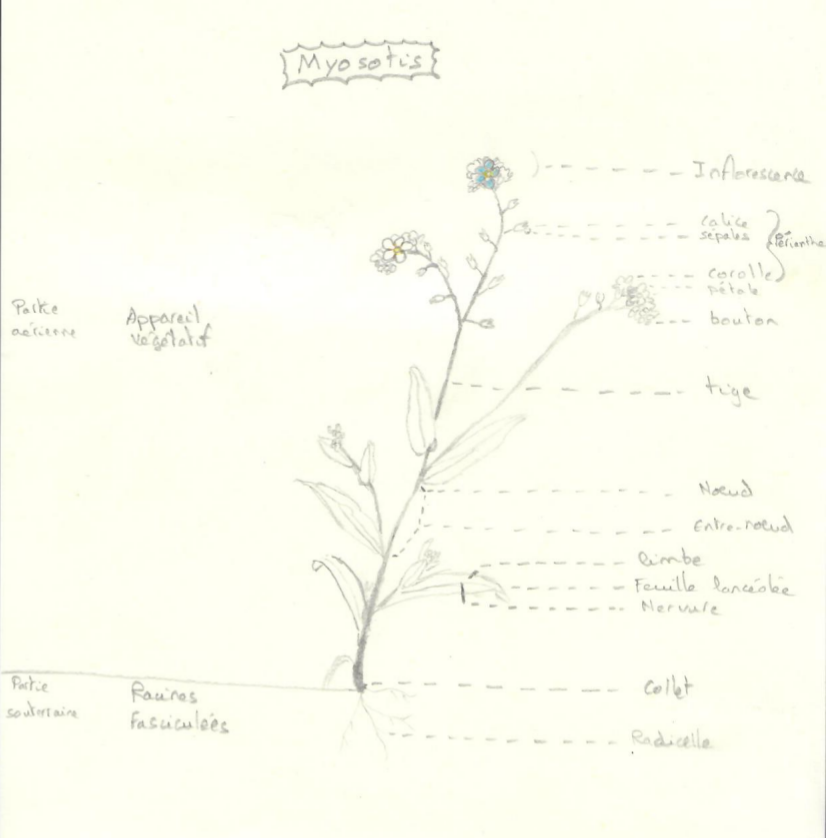 Annexe DessinMyosotis.png