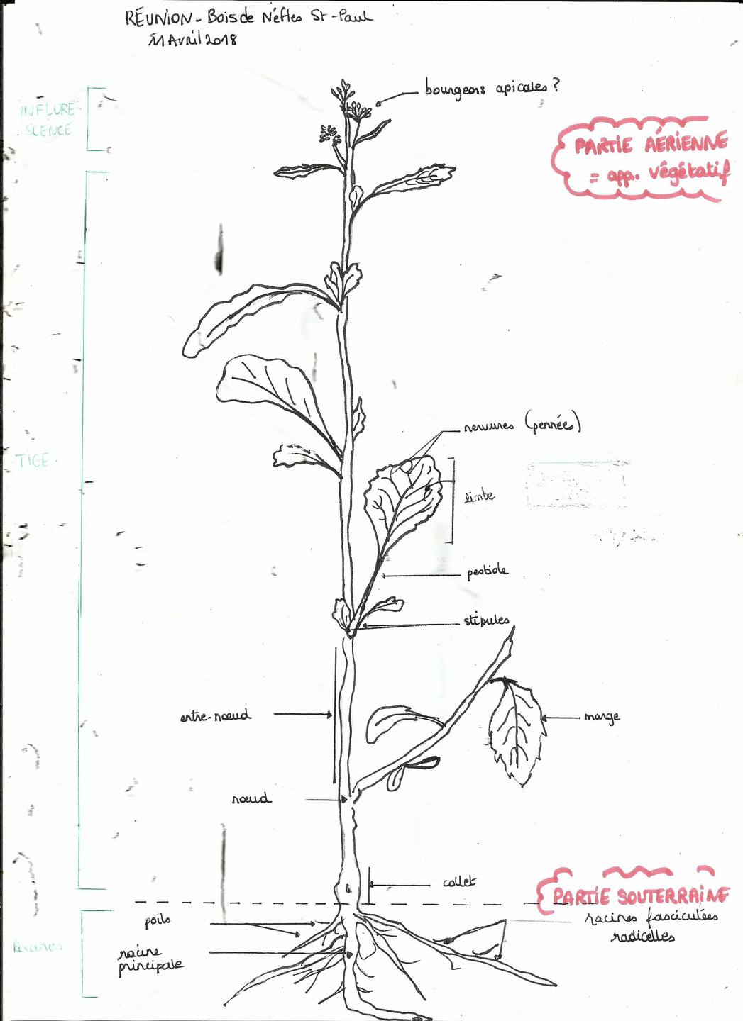Annexe MOCC BOTA 001.jpg