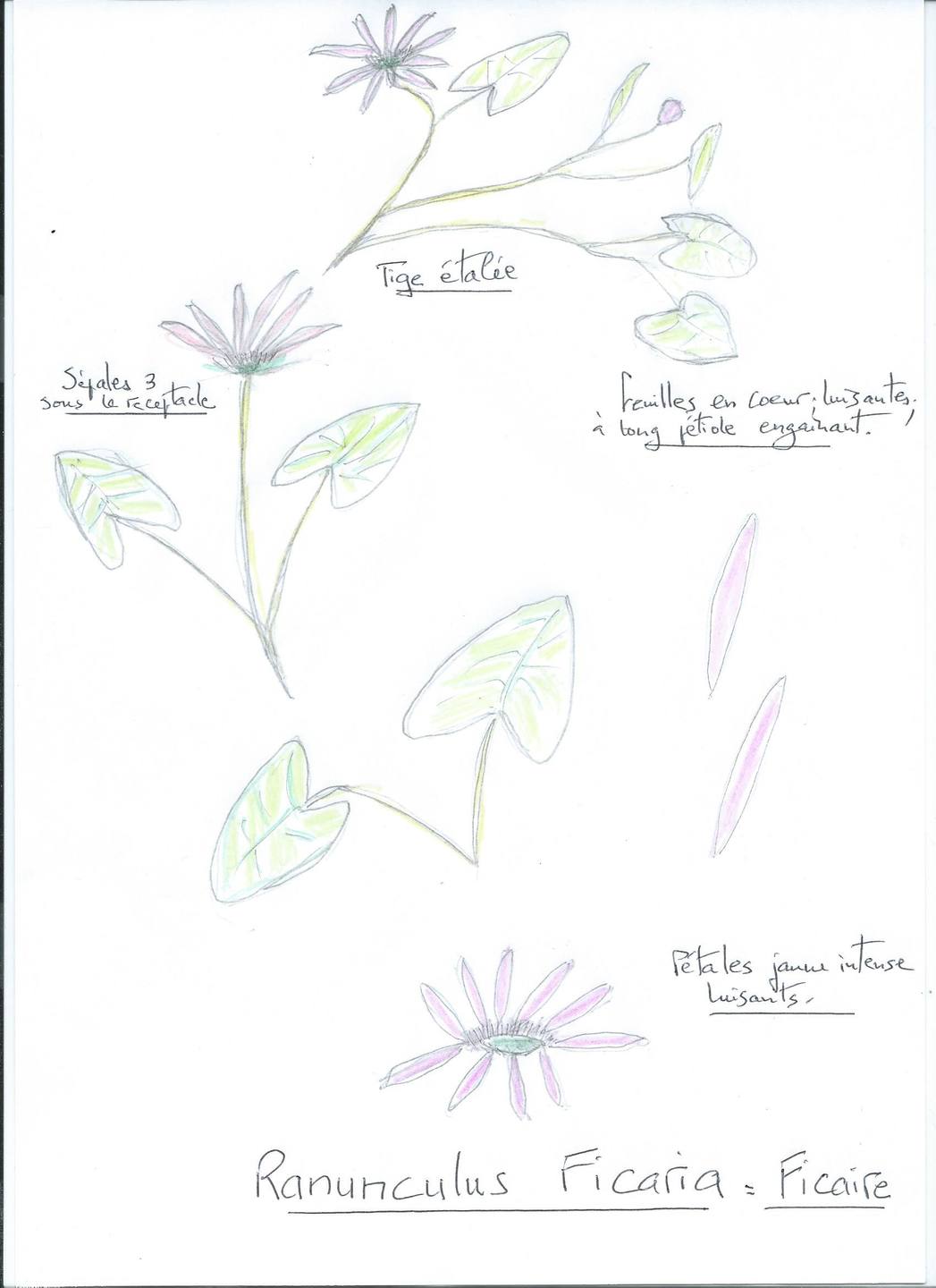 Annexe Ranunculus Ficaria.jpg