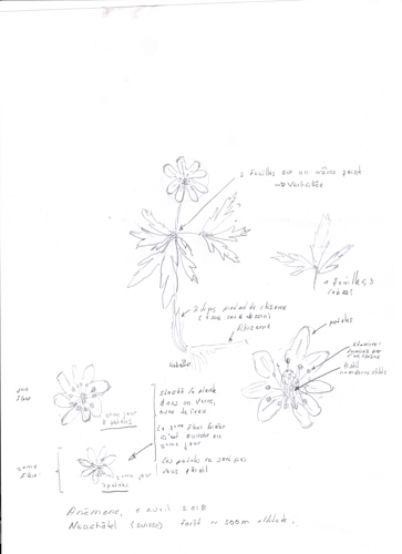 Annexe 2 comprendre - Anémone dessin002-2.jpg