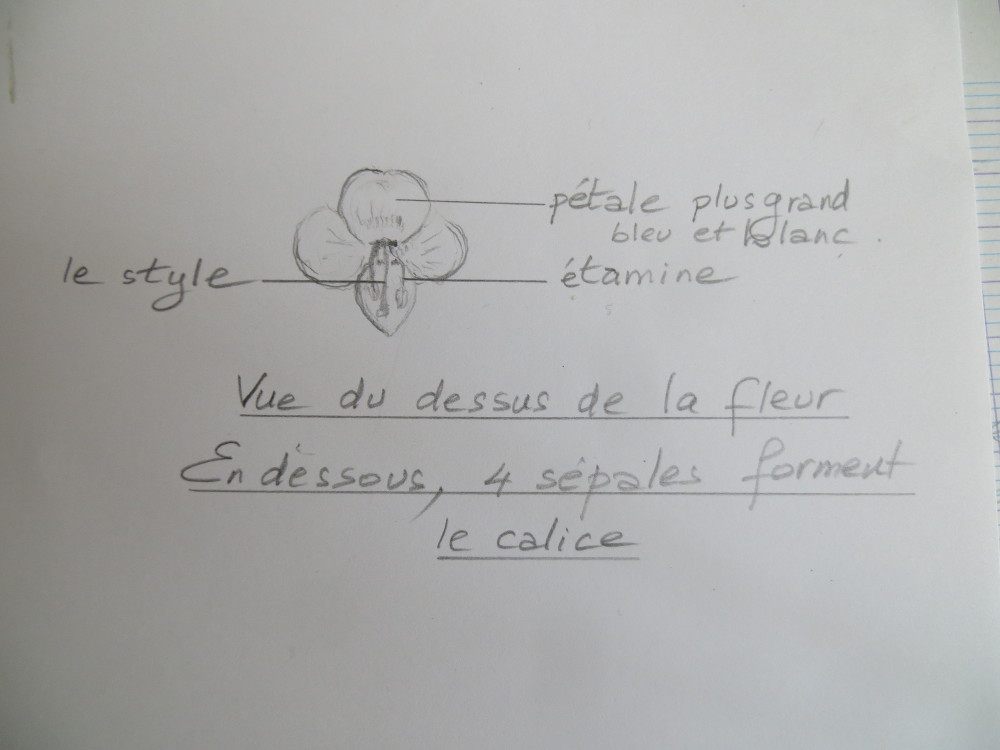 Annexe La fleur bleue et blanche de Véronique.JPG