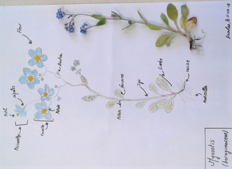 Annexe MyosotisMOOC.JPG