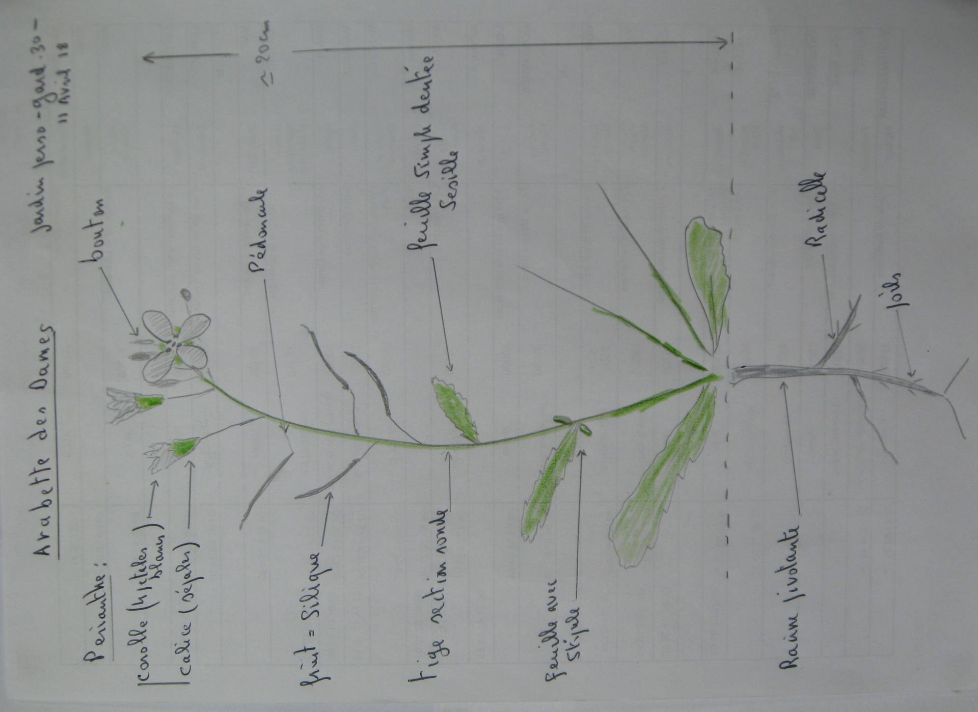 Annexe Arabette_des_dames.JPG