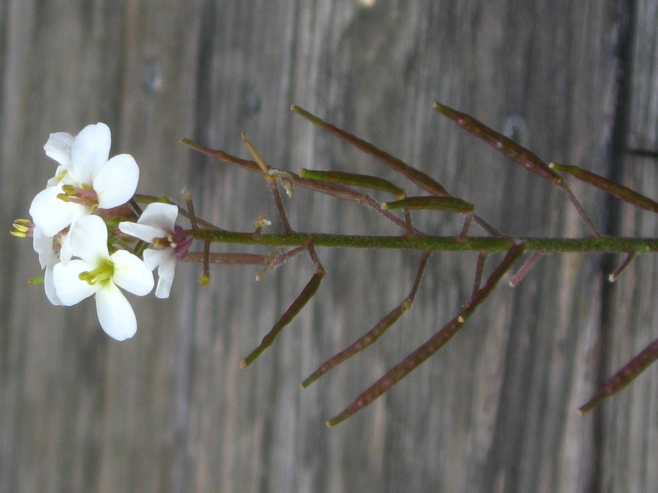 Annexe Arabette_des_dames_1.JPG