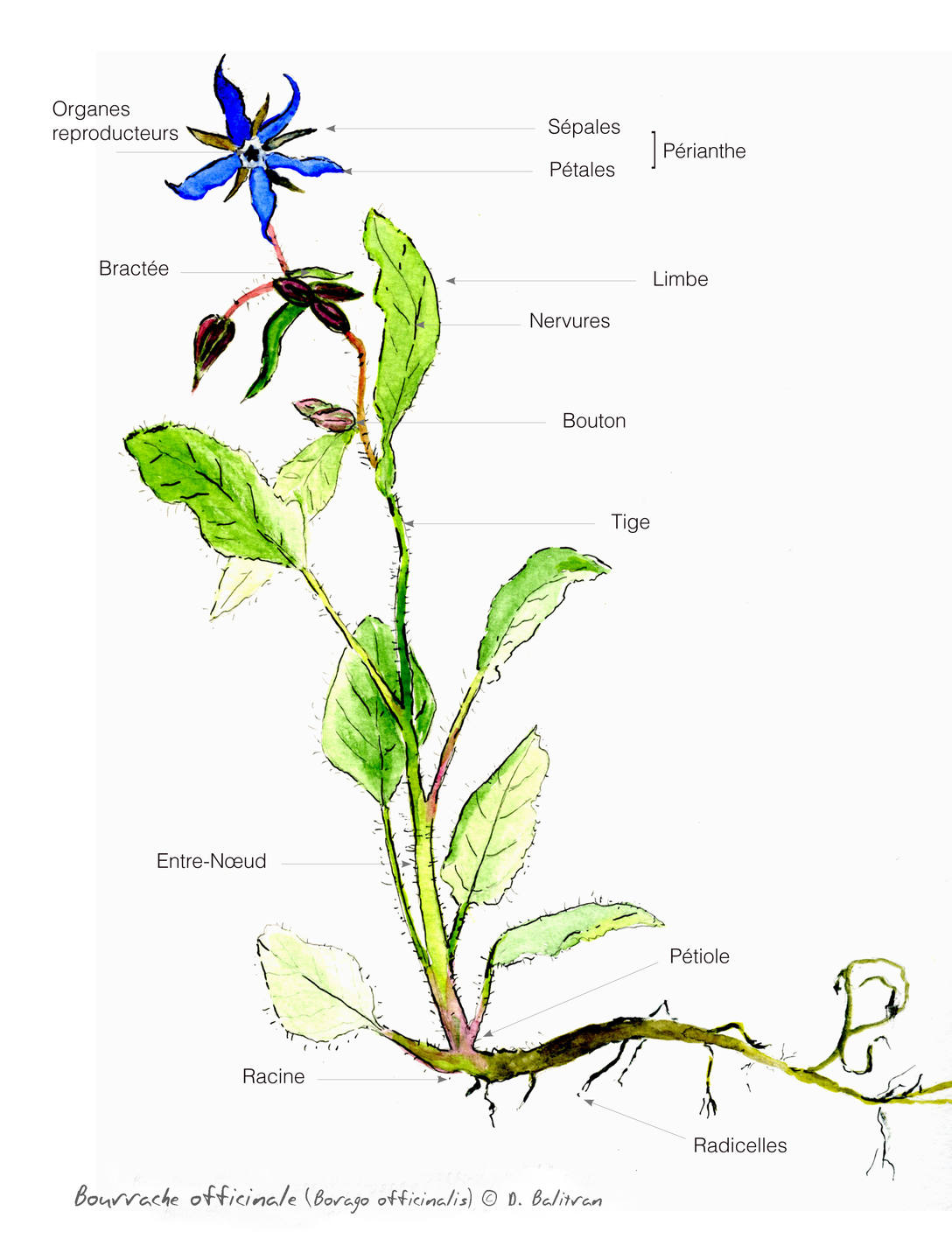 Annexe BOURRACHE Tela Botanica.jpg