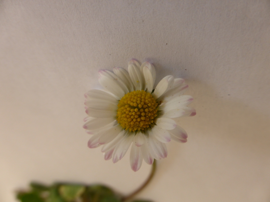 Annexe Fleur de Bellis perennis.JPG