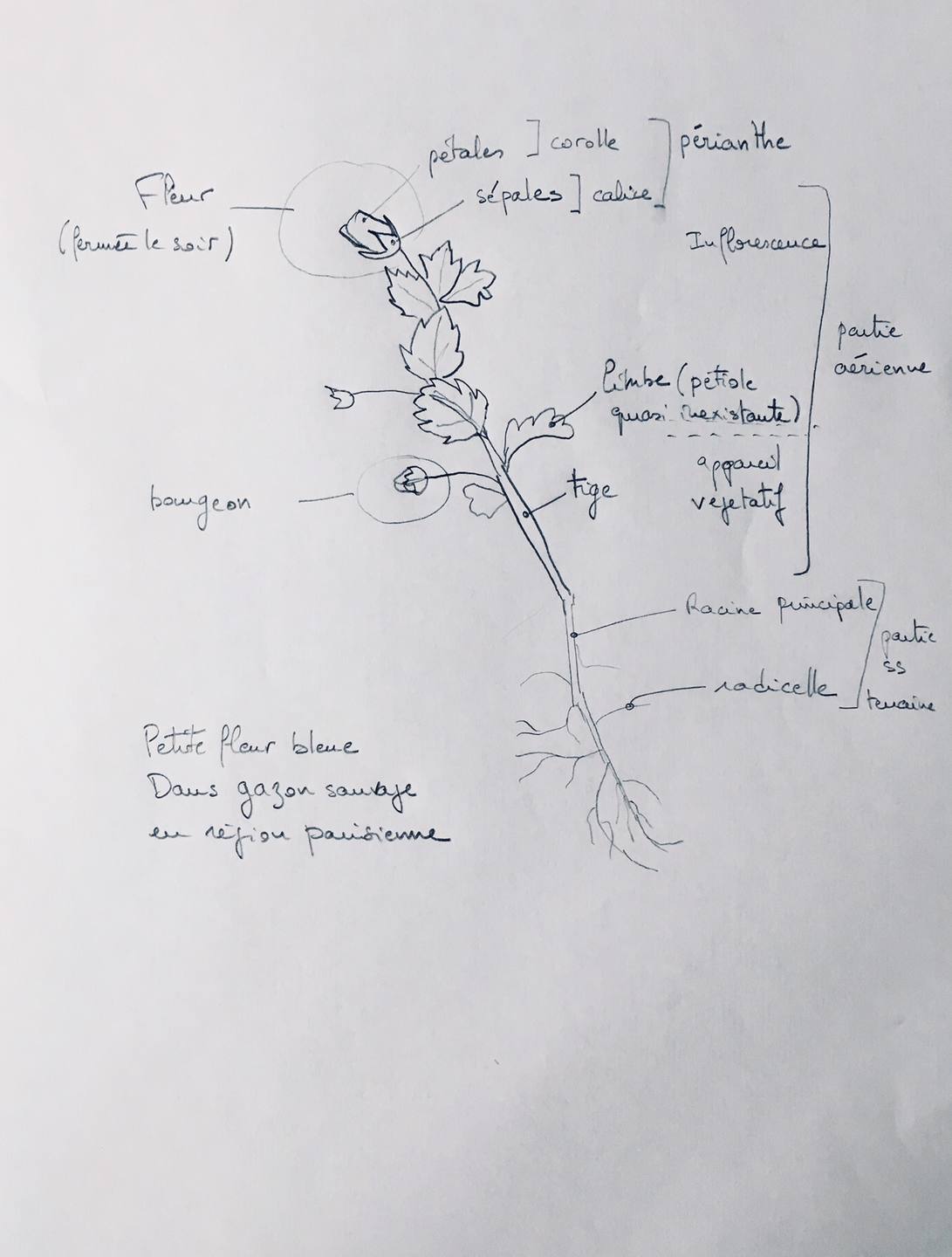 Annexe Petite fleur Bleue.jpg