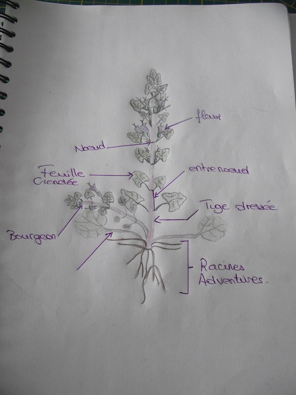 Annexe dessin fleur.JPG