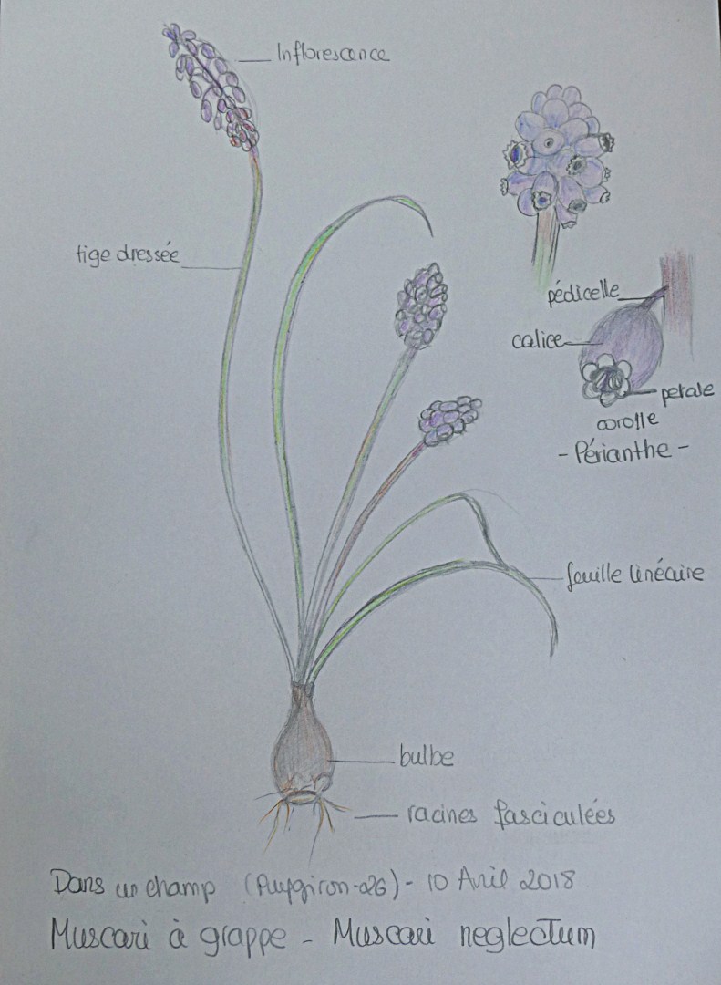 Annexe 1-P1170121 [].JPG