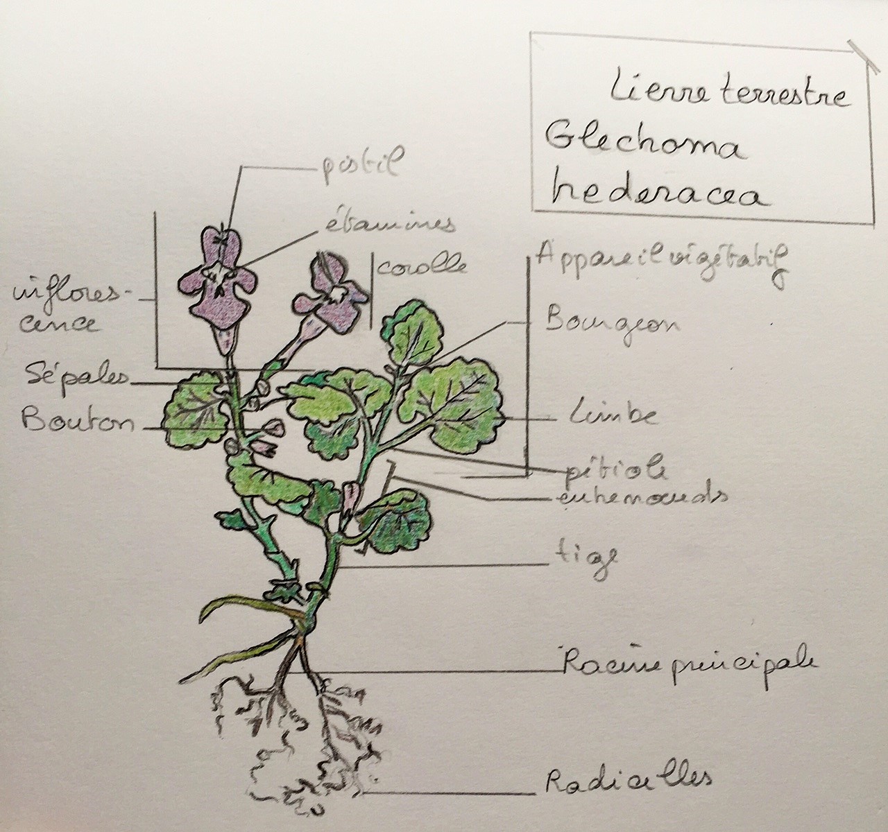 Annexe lierre terrestre (2).jpg