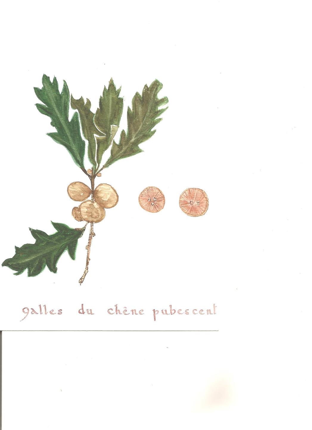 Annexe galle du chêne pubescent.jpeg