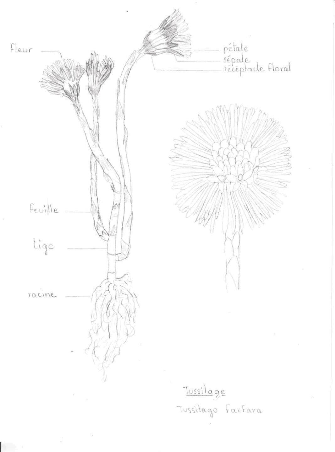 Annexe Tussilage dessin annoté.jpg