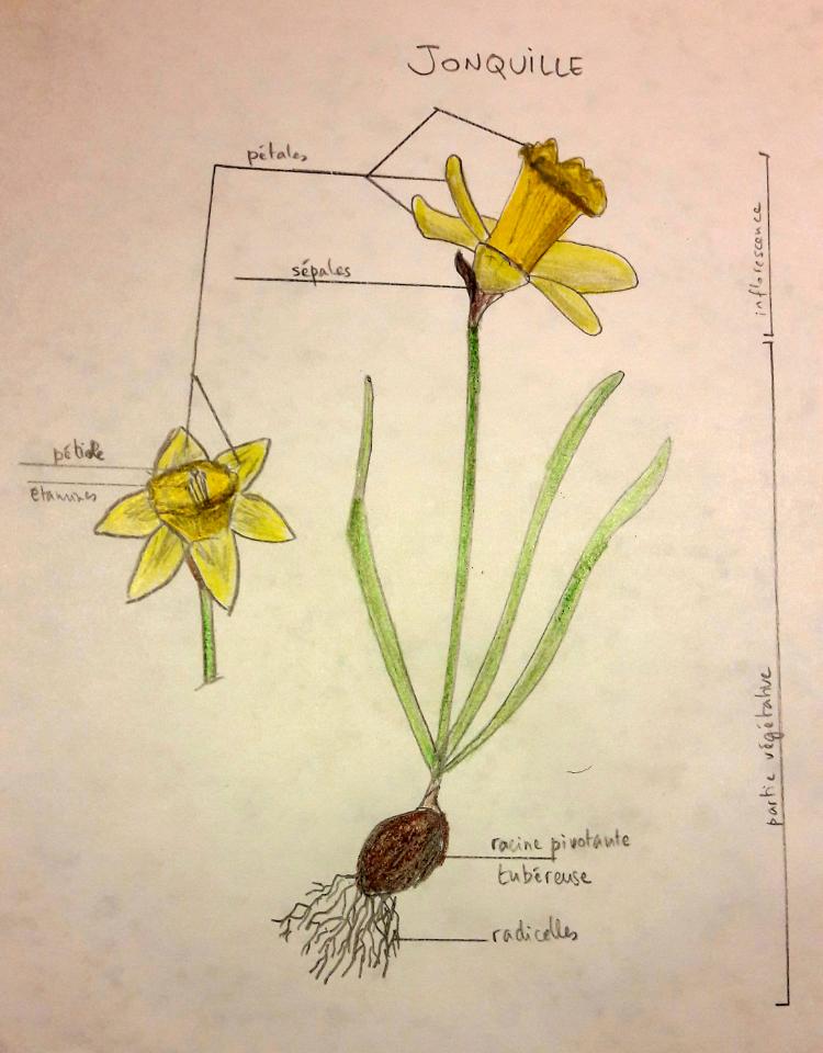 Annexe Dessin jonquille.jpg