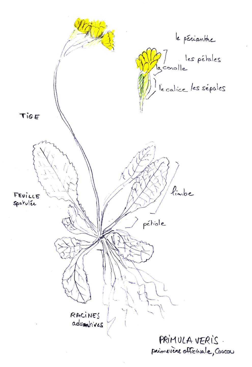 Annexe Primera-veris.jpg