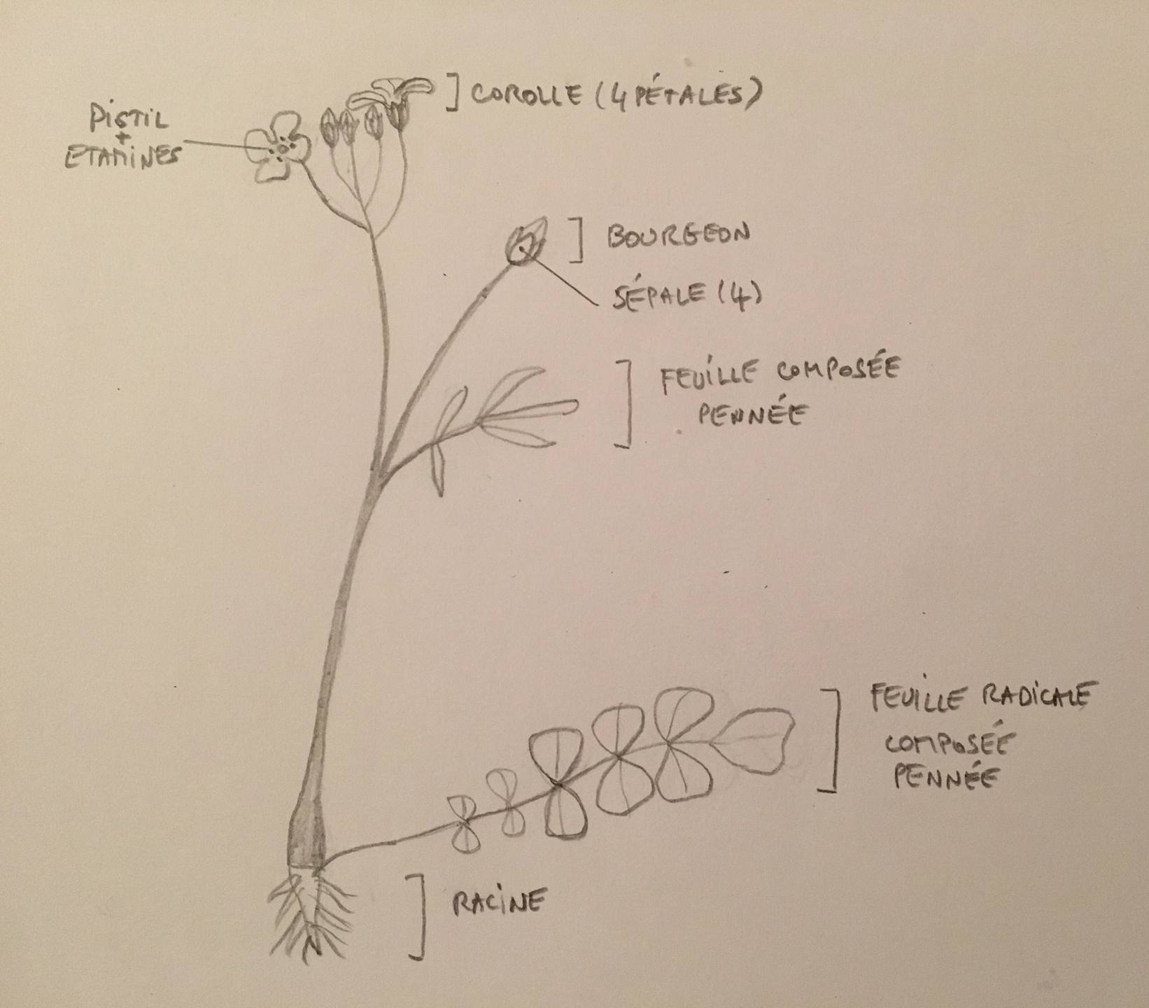 Annexe Dessin_cardamine.jpg