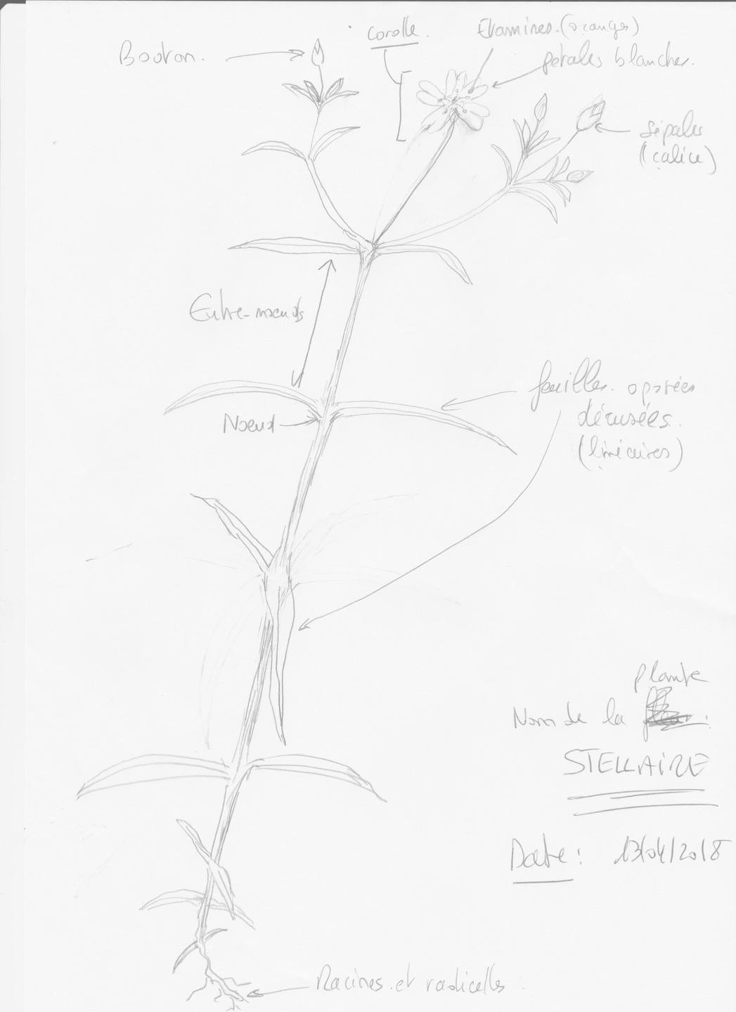 Annexe Exo Dessin plante herbacee.jpg