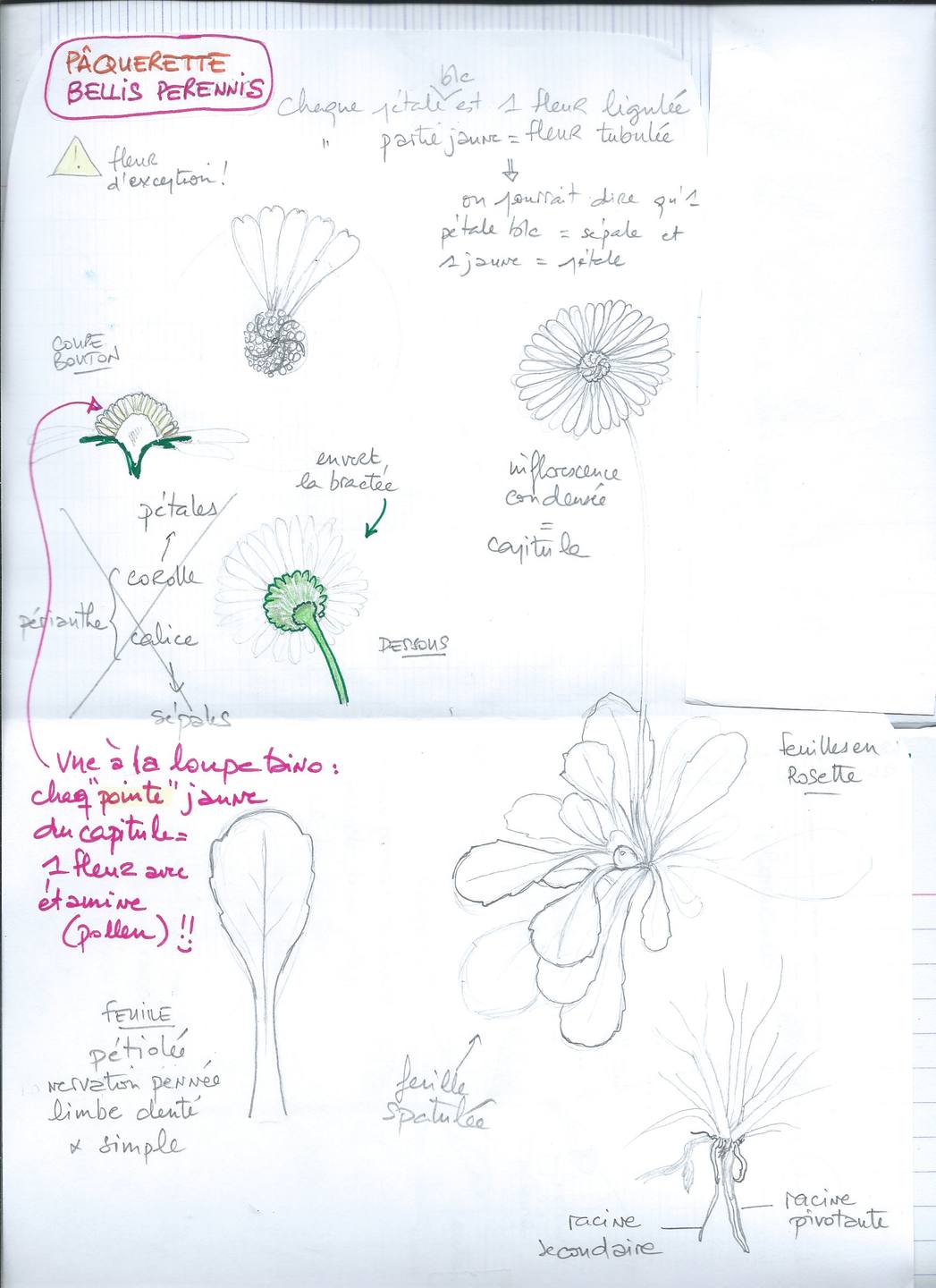 Annexe 2.2.Bellis perennis.jpeg