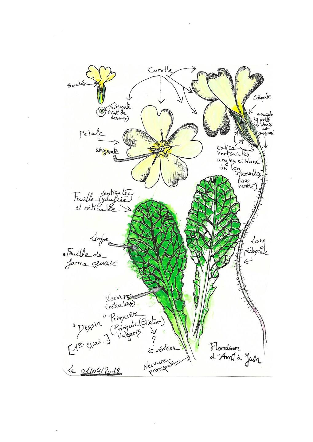 Annexe Dessin détails primevère.jpg