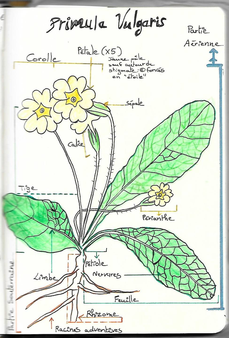 Annexe PRIMAVERA.jpg