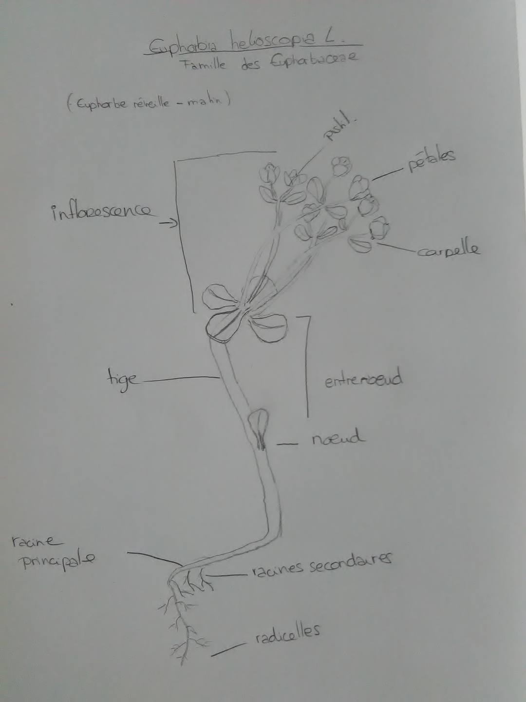 Annexe Euphore 2.jpg