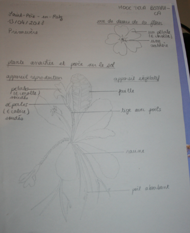 Annexe primevère.PNG