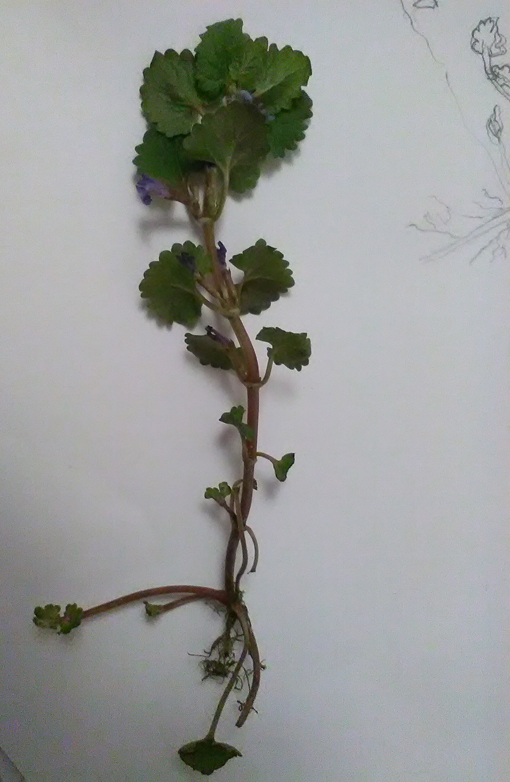 Annexe IMG_20180413_233811.jpg