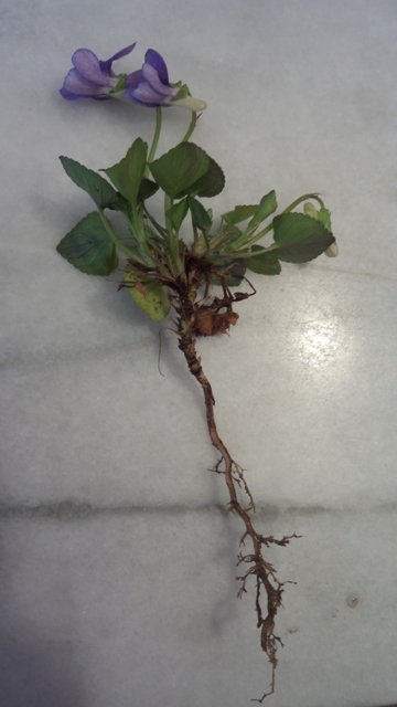 Annexe 20180414_114433 - Copie.jpg