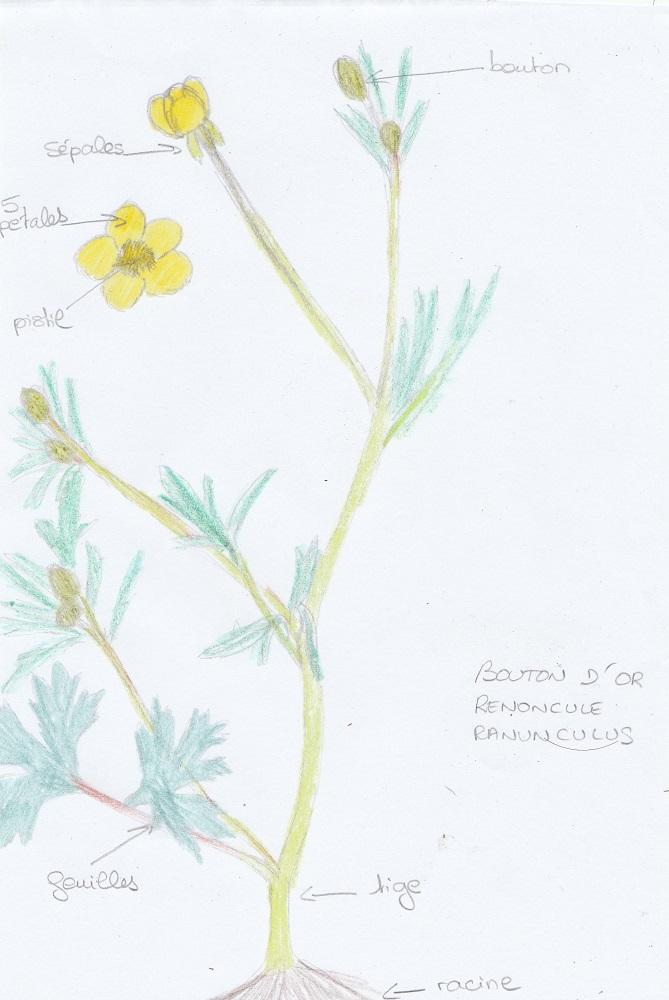 Annexe boution dor.jpg