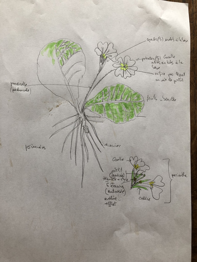 Annexe primevères.jpg