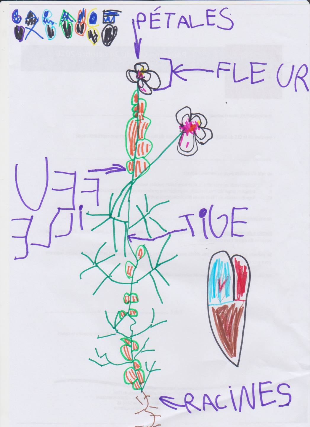 Annexe Roquette_Garance.jpg