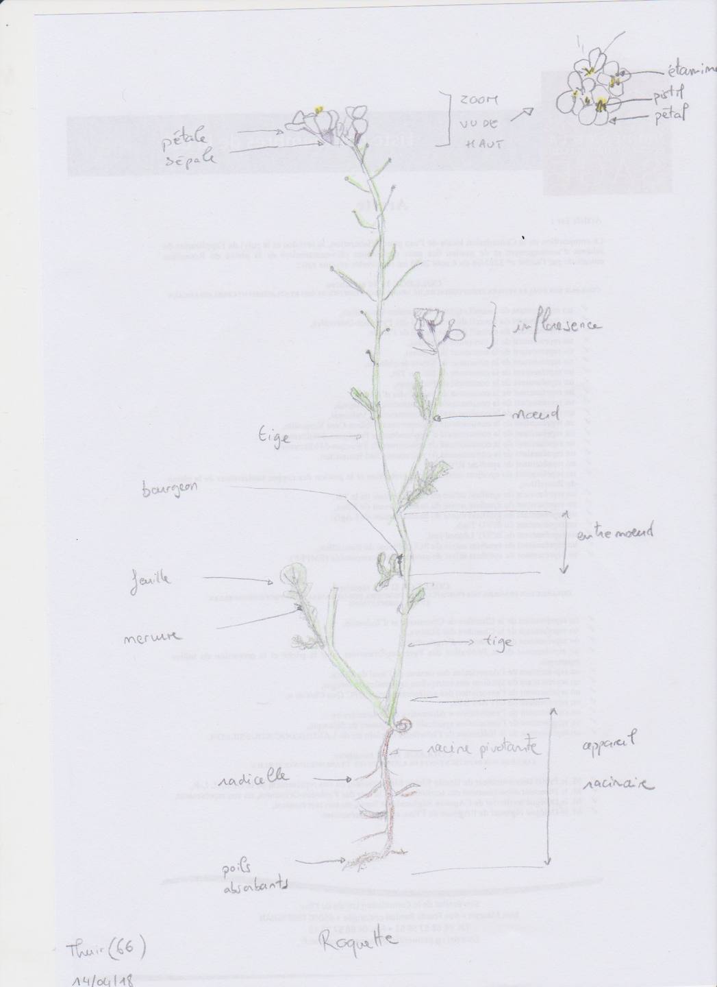 Annexe Roquette_Sev.jpg