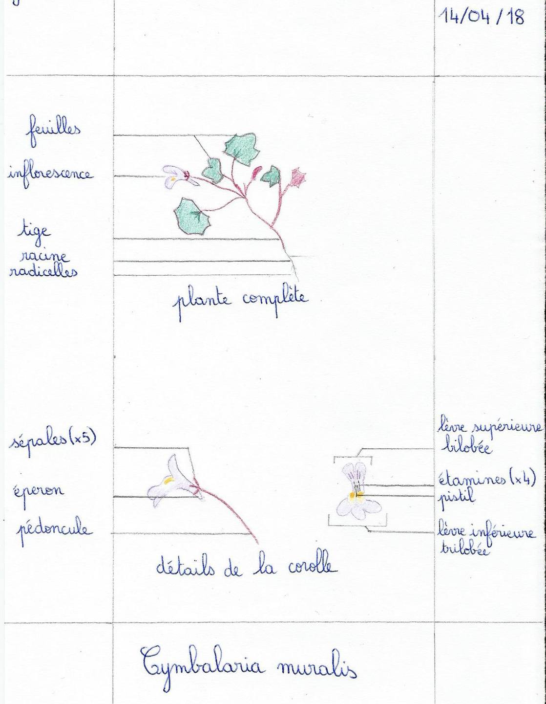 Annexe Cymbalaria muralis.jpg