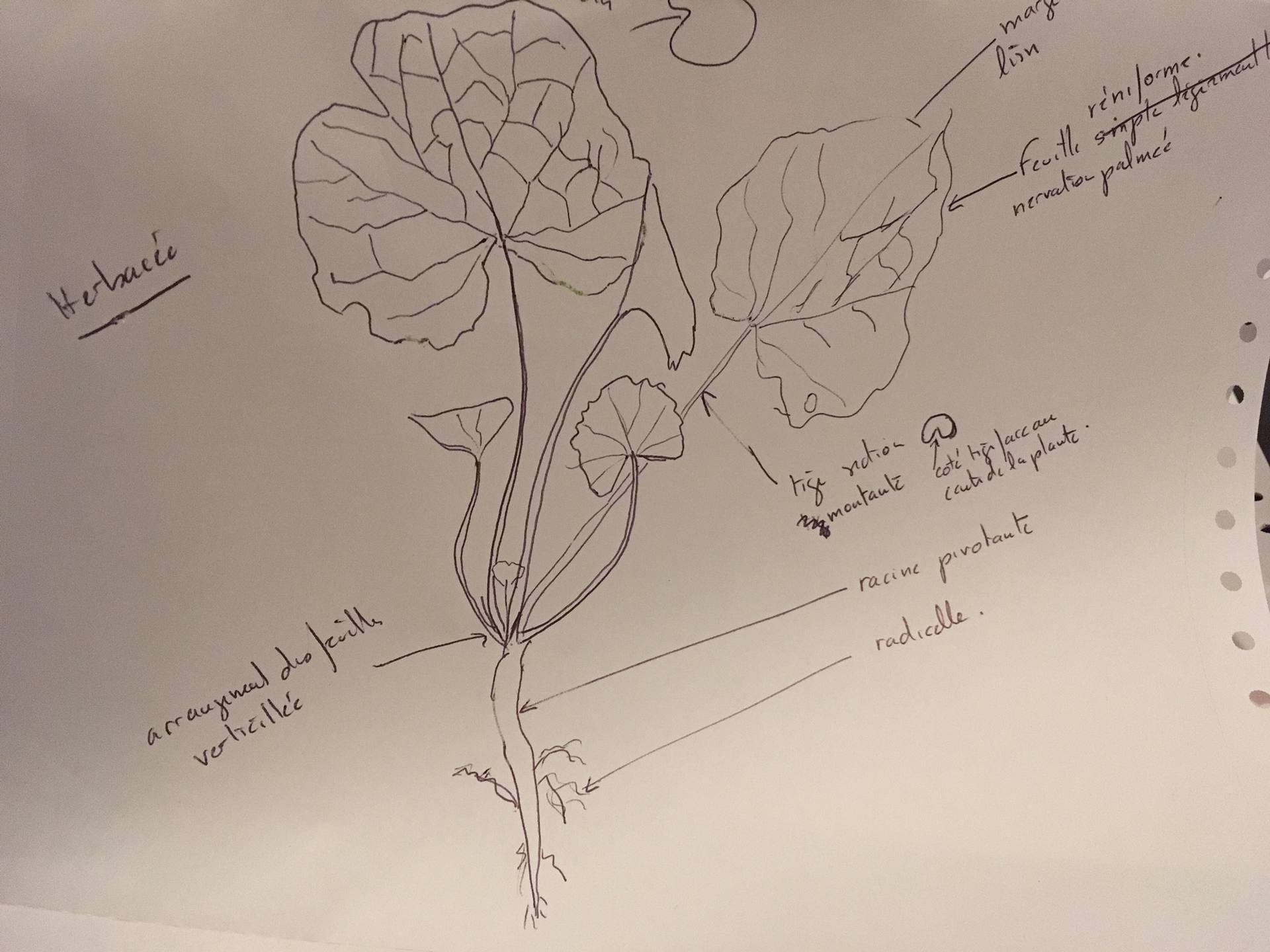 Annexe plante avec racines.jpg