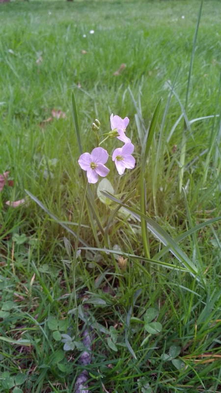 Annexe IMG_20180415_183348890 (450x800).jpg