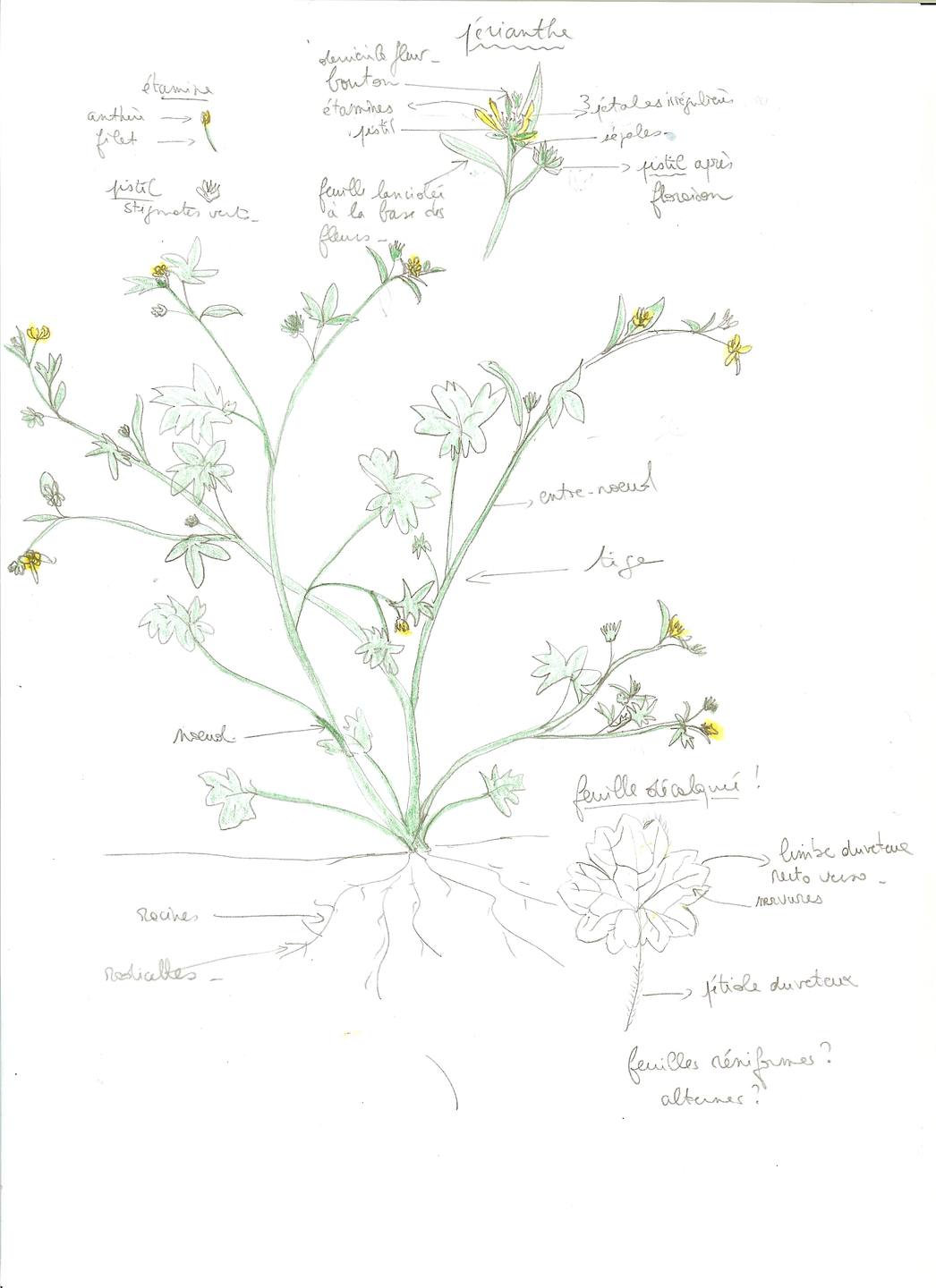 Annexe renonculepetitefleur.jpg