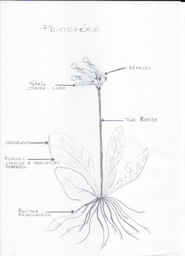 Annexe PRIMEVÈRE.jpeg