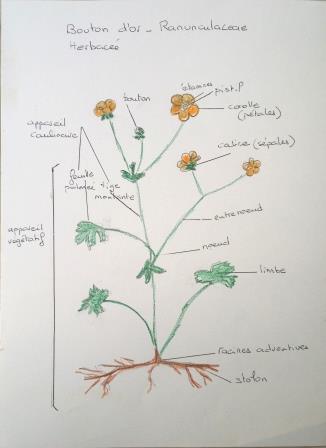 Annexe Bouton dor.jpg