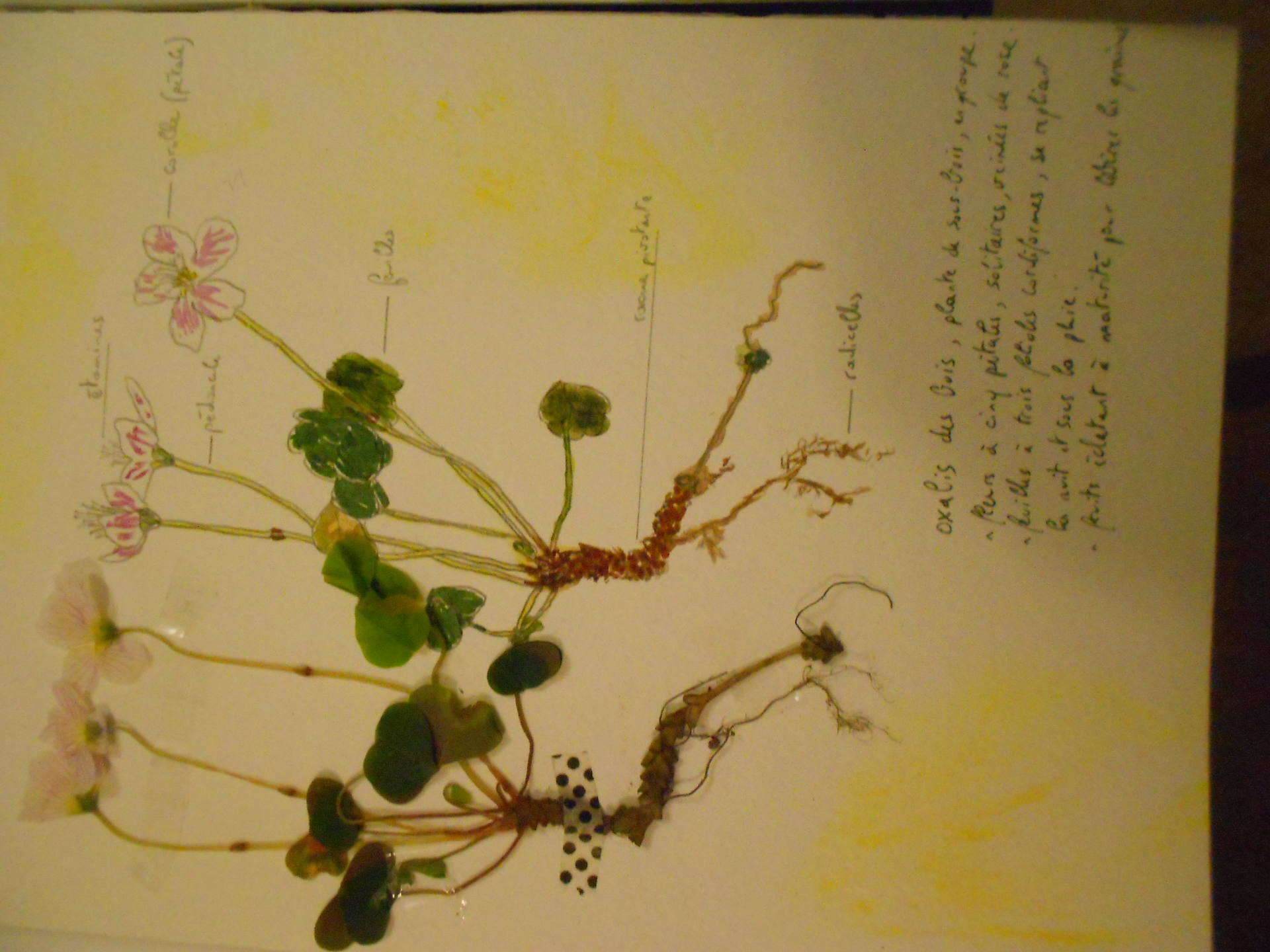 Annexe oxalis des bois.JPG