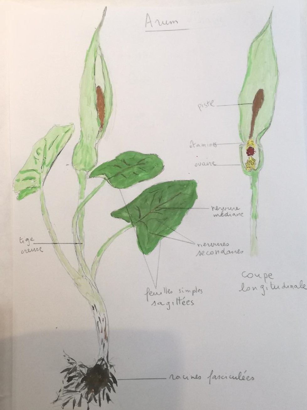 Annexe arum annoté.jpg