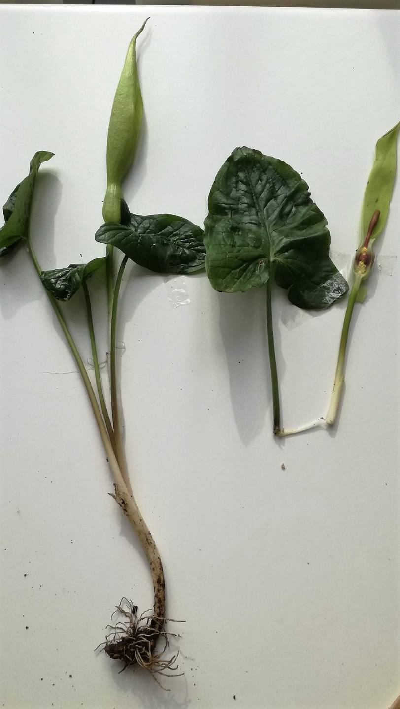 Annexe arum collé.jpg