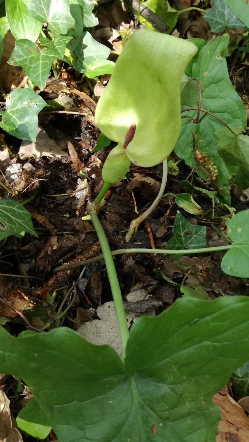 Annexe arum in situ.jpg