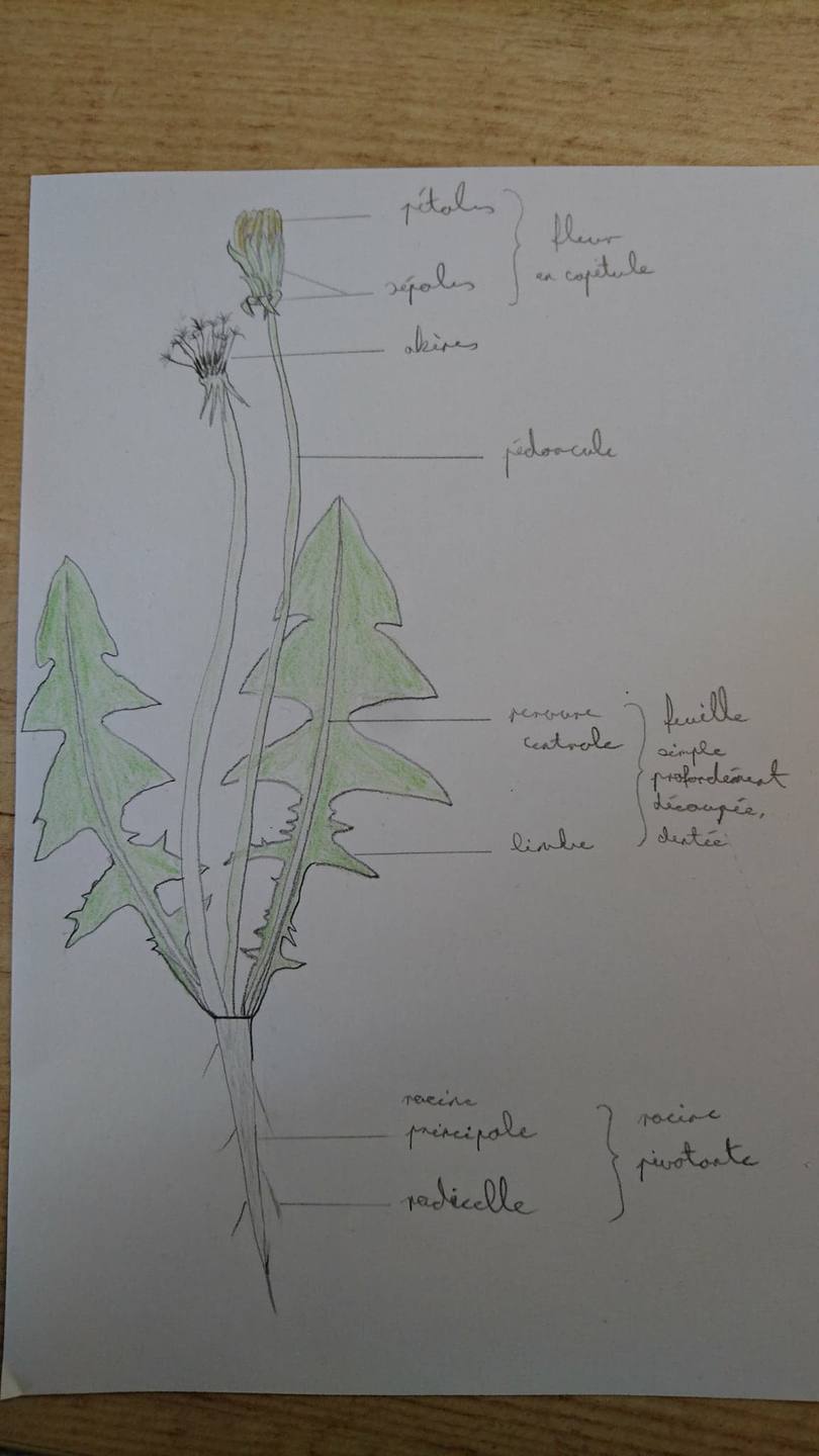 Annexe 30704081_1646112612091686_7381727529624666112_n.jpg